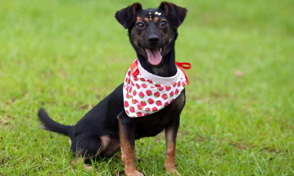 Cães e gatos estarão disponíveis para adoção neste domingo em Joinville