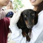 Cachorro é microchipado