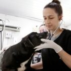 Veterinária examina um cachorro preto