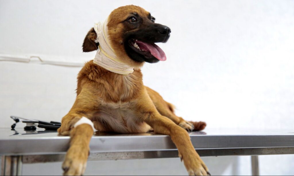 Cachorrinha resgatada em ponte de Joinville recebe atendimento do Centro de Bem-Estar Animal da Prefeitura