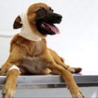Cachorra marrom com um curativo em volta da cabeça