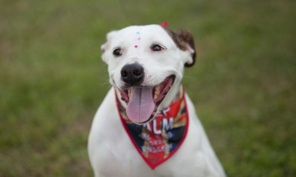 Centro de Bem-Estar Animal de Joinville realiza feira de adoção de animais no sábado