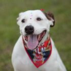 Cachorro branco, com língua para fora e tecido em volta do pescoço