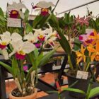 Orquídeas em exposição