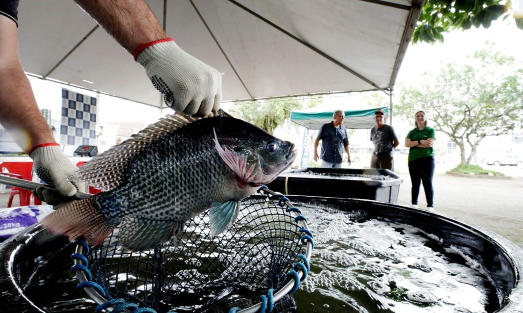 Feira do Peixe Vivo ocorre até sexta-feira em frente ao Mercado Público de Joinville