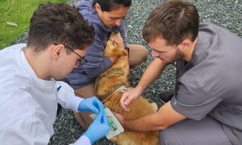 Centro de Bem-Estar Animal realiza mutirão de microchipagem na Vila Cubatão
