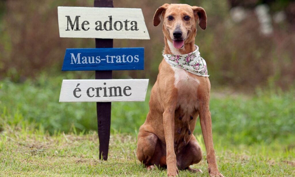 Prefeitura de Joinville e Polícia Civil promovem feira de adoção de animais vítimas de maus-tratos