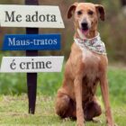 Cachorro marrom em frente a uma placa com as palavras: Me adota, maus tratos é crime