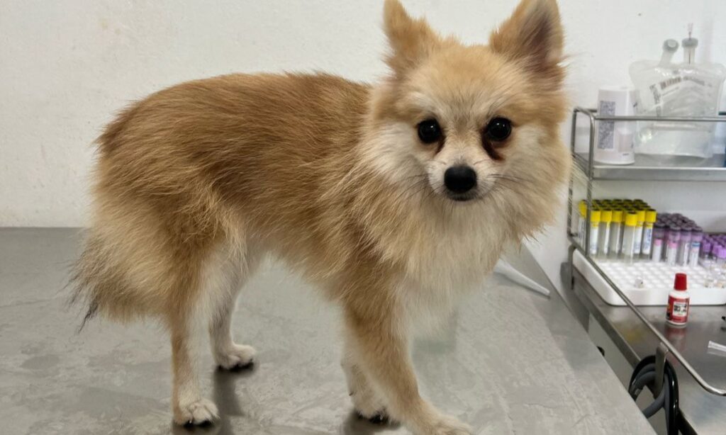 Guarda Municipal de Joinville resgata cachorro que estava preso dentro de veículo