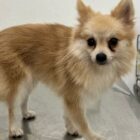 Cachorro de pequeno porte bege com detalhes em branco
