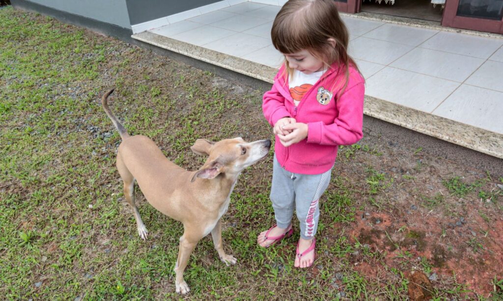 Centro de Bem-Estar Animal da Prefeitura de Joinville promoveu mais de 160 doações de cães e gatos em 2025
