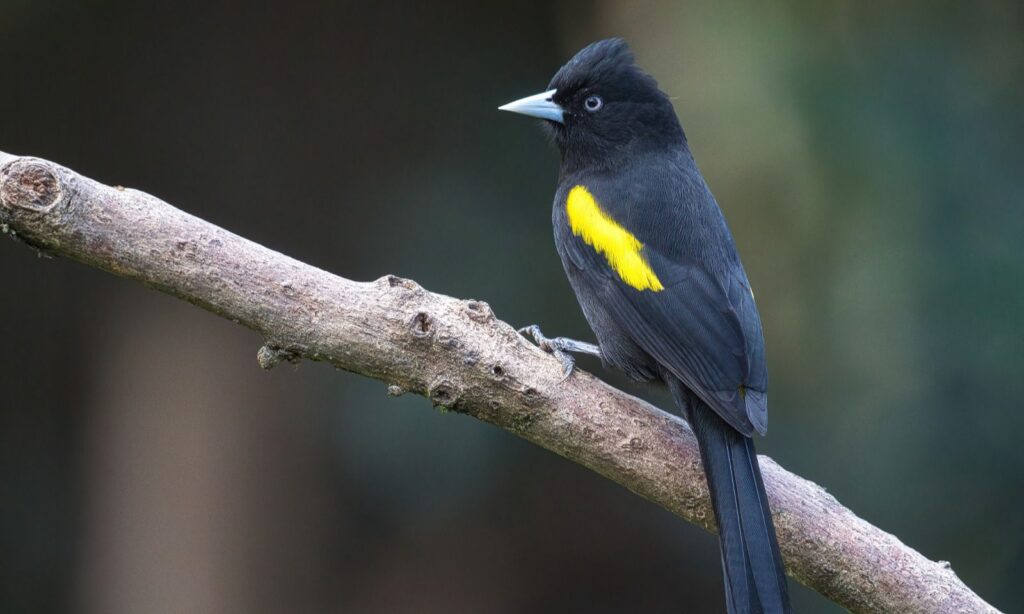 Joinville participa do maior evento de observação de aves da América Latina