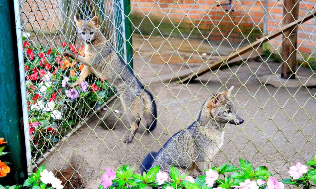 Cachorros-do-mato Otto e Francisca são os novos moradores do Parque Zoobotânico de Joinville