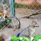 Cachorros-do-mato Otto e Francisca são os novos moradores do Parque Zoobotânico de Joinville