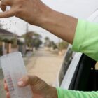 Pessoa segura recipiente com mosquitos que estão sendo soltos