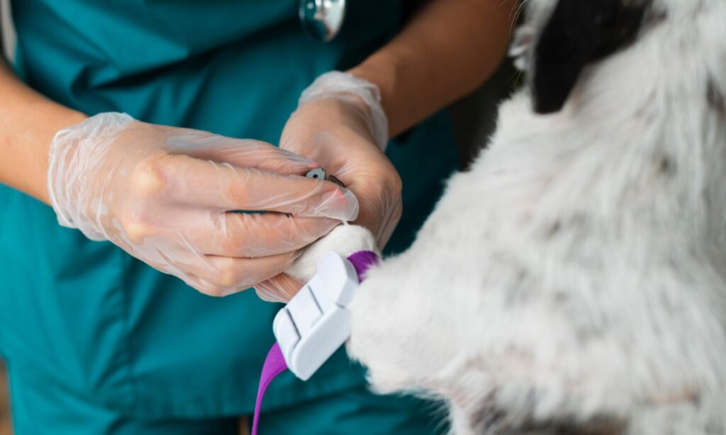 Prefeitura de Joinville realiza mutirão de castração para cães e gatos na Vila Cubatão neste final de semana