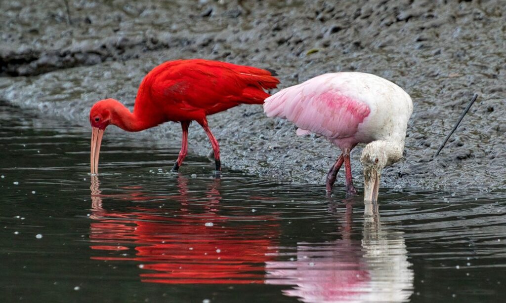 Últimos dias para se inscrever no concurso fotográfico sobre aves