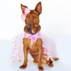 Cachorra caramelo de porte médio usa roupa e laço rosa