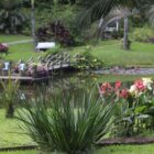 Jardim com plantas, flores perto de um lago