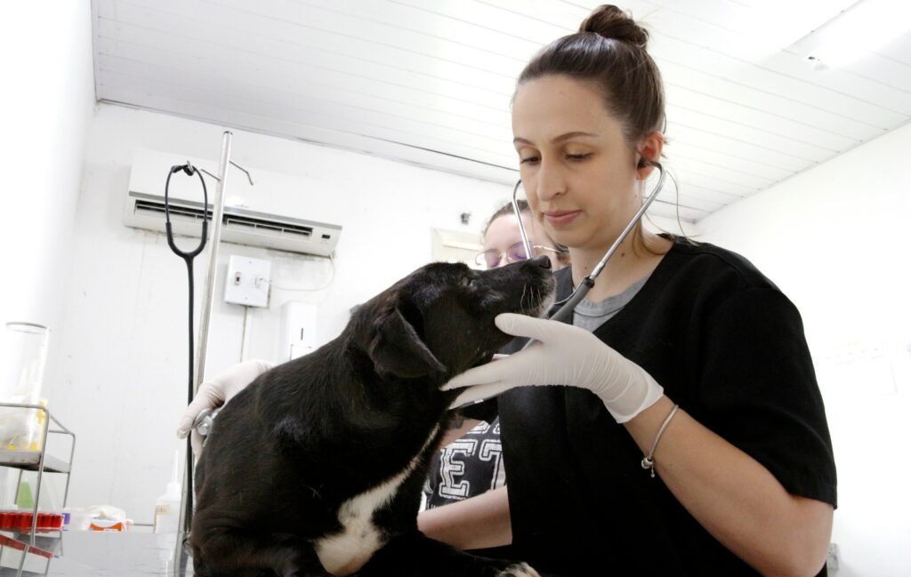 Prefeitura de Joinville realiza mutirão de castração para cães e gatos de tutores que residem no bairro Vila Cubatão