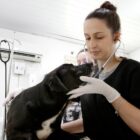 Veterinária trata de um cachorro preto