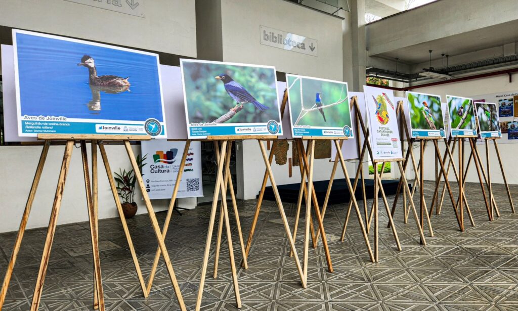 Universo das aves em exposição na Casa da Cultura