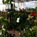 Mudas de árvores frutíferas disponíveis na Feira Direto do Campo