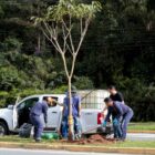 Cinco homens se revezam no plantio de uma árvore em área urbana de Joinville