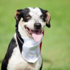 cachorro preto e branco, com língua para fora, vestindo bandana do jec