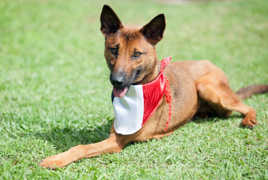 cachorro marrom sem uma das pernas com bandana do jec