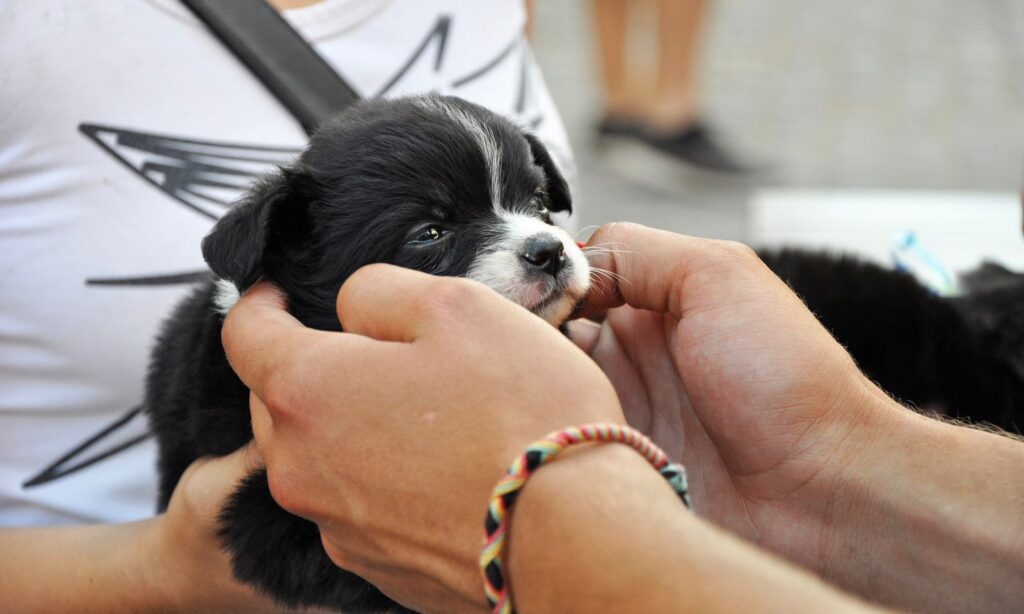 Prefeitura de Joinville abre cadastro on-line para protetores independentes de animais