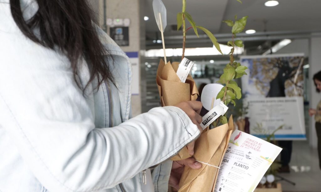 Joinville realiza Semana da Árvore com plantio e doação de mudas, oficina de terrário e trilha ecológica aberta à comunidade