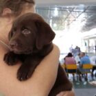 Filhote de cão marrom no colo de mulher