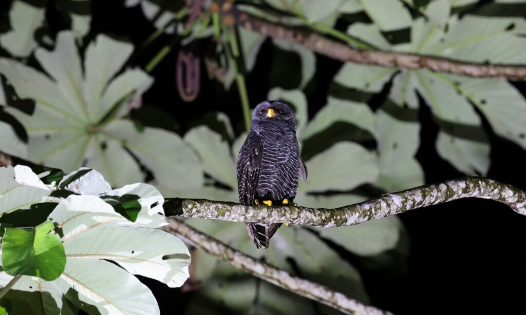 Festival de aves e de flashback são atrações do final de semana em Joinville
