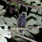 Coruja preta em galho de árvore cercado por folhas à noite