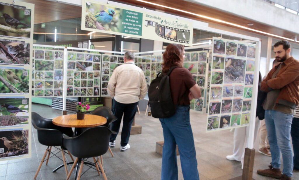Festival Catarinense de Aves destaca o potencial de Joinville na observação e atrai especialistas na área