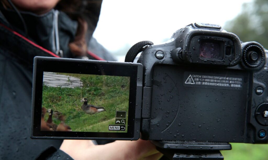 Nova espécie é avistada pela primeira vez em Santa Catarina durante o Festival Catarinense de Aves