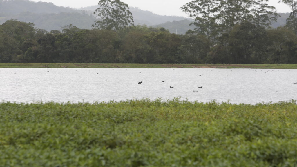 Estudos para requalificação ambiental das lagoas de estabilização da ETE Jarivatuba seguem em andamento