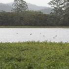 Lagoa com aves aquáticas cerca de gramado e árvores ao fundo