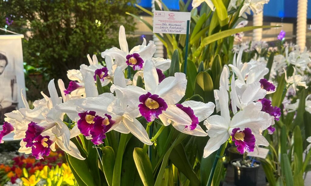 Salão Laelia Purpurata oferece oficinas e palestras gratuitas sobre cultivo de plantas durante a Festa das Flores
