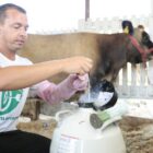 Homem aparece manipulando instrumentos em um tambor refrigerado com vaca ao fundo
