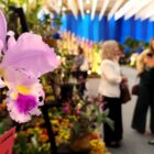 Orquídea rosa está em primeiro plano, com três mulheres conversando atrás