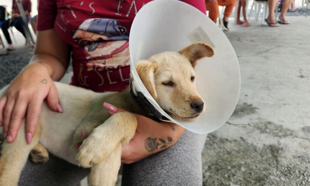 Tutores de animais que moram em Pirabeiraba podem inscrever cães e gatos em mutirão de castração gratuito