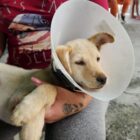 Cachorro médio beje no colo de mulher, ele usa um cone