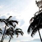 Imagem mostra o movimento das copas de palmeiras causado pelo vento