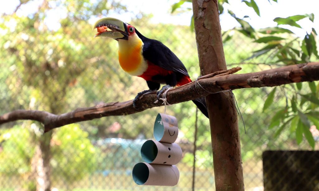 Tucano está em um poleiro com uma fruta no bico. Perto dele, há um brinquedo feito com três rolos de Natal remetendo a um boneco de neve