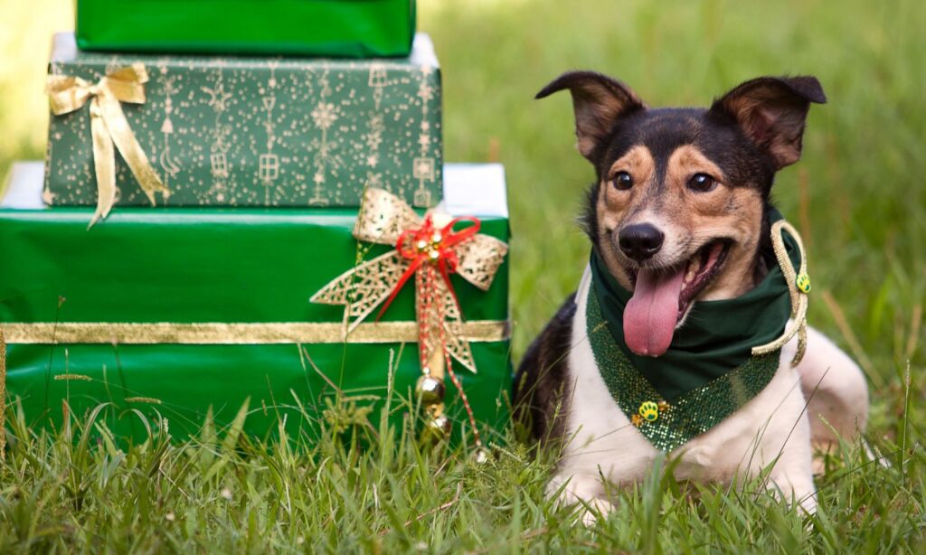 Encontro Pet de Natal promove desfile com animais fantasiados e atividades recreativas nesta quinta-feira