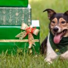 Cachorro de médio porte marrom e preto sentado com a língua de fora perto de caixas de presentes de Natal