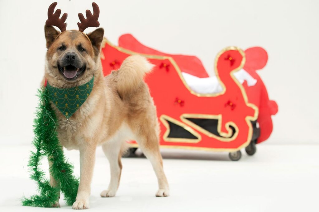 Cães do Centro de Bem-Estar Animal da Prefeitura de Joinville participam do Desfile de Natal deste sábado