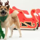 Cachorro de porte médio e cor marrom está com um lenço verde e um arco que imita os chifres de uma rena. Ele está em pé e olha para câmera com a boca aberta. Ao fundo, há um trenó vermelho